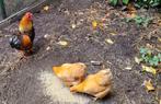 Diverse ras kippen, Dieren en Toebehoren, Pluimvee, Meerdere dieren, Kip
