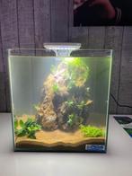 Een mooi nano aquarium inclusief filter, verlichting, grind, Dieren en Toebehoren, Vissen | Aquaria en Toebehoren, Ophalen of Verzenden