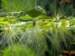 Kikkerbeet,  Limnobium laevigatum, Dieren en Toebehoren, Vissen | Aquaria en Toebehoren, Ophalen, Plant(en), Steen of Hout