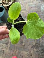 Biologische pompoen planten ‘Rouge fiv’ d’étampes’ €2, Tuin en Terras, Ophalen, Volle zon, Groenteplanten, Eenjarig