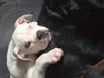 Lieve amerikaanse bulldog pup, Dieren en Toebehoren, 15 weken tot 1 jaar, Reu, Bulldog, Eén hond