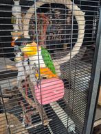 Zwartkopcaique, Dieren en Toebehoren, Vogels | Parkieten en Papegaaien, Mannelijk, Parkiet, Pratend