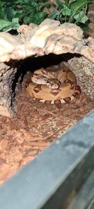 Boa Constrictor Imperator 0.1, Dieren en Toebehoren, Reptielen en Amfibieën, Slang, 3 tot 6 jaar