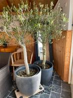 2 Olijfbomen in pot, Tuin en Terras, Olijfboom, Minder dan 100 cm, Zomer, Ophalen