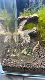 Galaxy- BOA caridina garnalen, Dieren en Toebehoren, Kreeft, Krab of Garnaal