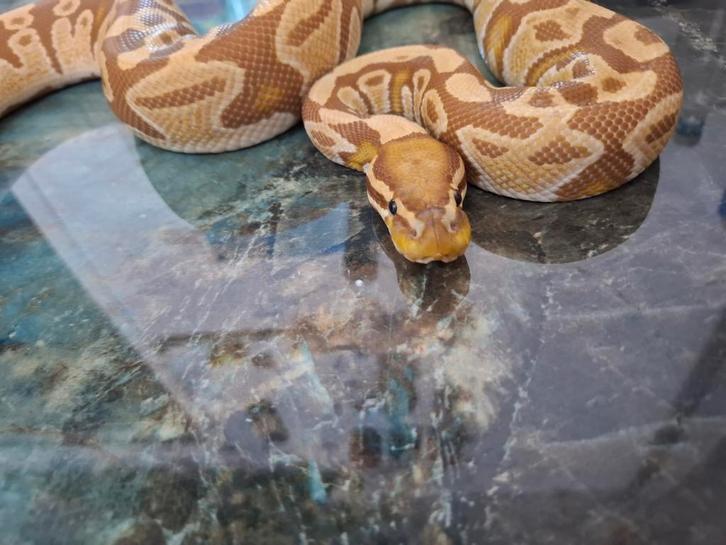 Python regius Ball Python - male for sale from A&B
