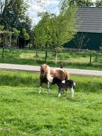 Shetlander merrie NSPS met zwartbont hengstveulen, Dieren en Toebehoren, Pony's, Merrie, Niet van toepassing, A pony (tot 1.17m)