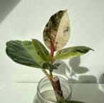 Ficus shivereana moonshine stek - kamerplant plant, Minder dan 100 cm, Ficus, Ophalen of Verzenden, Halfschaduw