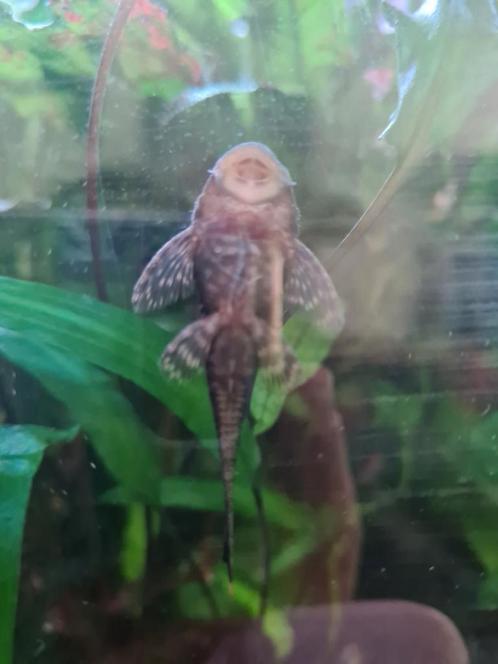 Borstelneus baby's (Ancistrus dolichopterus), Dieren en Toebehoren, Vissen | Aquariumvissen, Vis