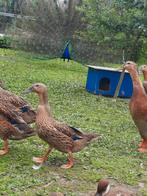 Loopeend wild kleur, Eend