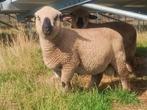 Hampshire Down ram, Dieren en Toebehoren, Schapen, Geiten en Varkens, Mannelijk, Schaap