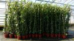 Klimop plant Hedera Hibernica, Ophalen, Overige soorten, 100 tot 250 cm