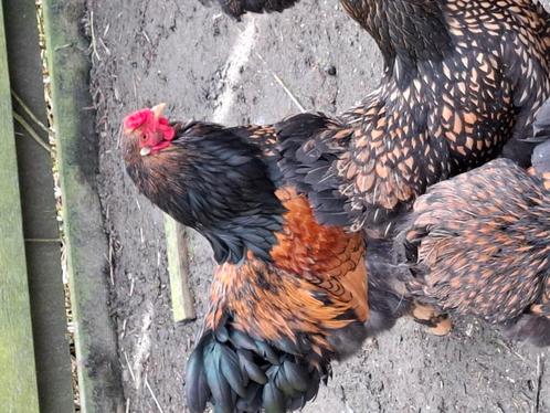 Brahma groot goud zwart gezoomd broedeieren, Dieren en Toebehoren, Pluimvee | Toebehoren, Nieuw, Overige typen, Ophalen of Verzenden
