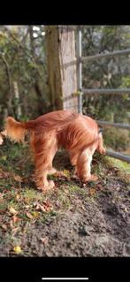 Gezonde , sportieve  6 jarige Cocker Spaniêl,, Dieren en Toebehoren, 6 jaar of ouder, Reu, CDV (hondenziekte), Eén hond