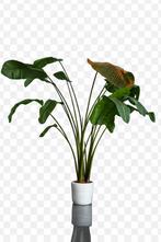 Grote Strelitzia Nicolai (Paradijsvogelplant), Ophalen, Zo goed als nieuw