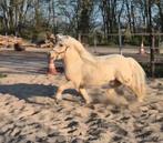 Prachtige palomino, grote maat shetlander, NSPS ruin, Gechipt, Ruin, A pony (tot 1.17m), 3 tot 6 jaar