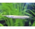 dermogenys pusillus halfsnavelbek €4,95, Dieren en Toebehoren, Vissen | Aquariumvissen, Vis, Zoetwatervis