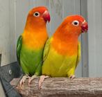 1-1 Fischeri pale fallow opaline 2024, Dieren en Toebehoren, Vogels | Parkieten en Papegaaien, Meerdere dieren, Dwergpapegaai of Agapornis