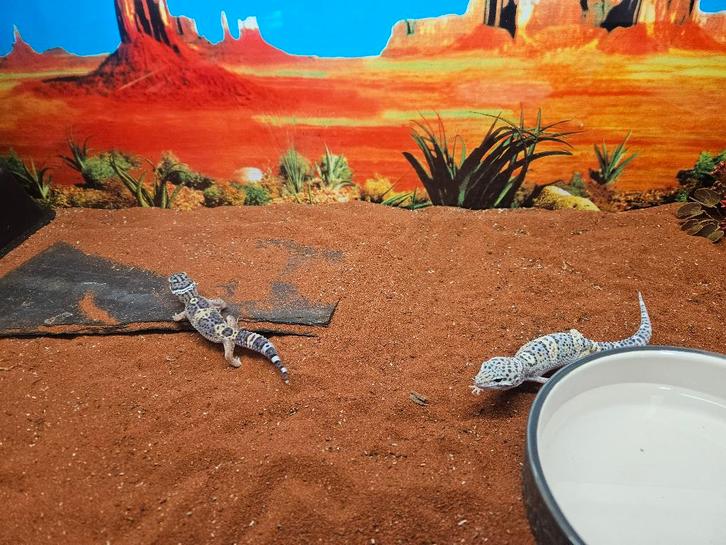 Eublepharis macularius Luipaardgekko