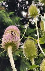 Kaardebol en persicaria in pot, Ophalen, Zomer, Overige soorten, Volle zon