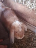 Konijnen, Dieren en Toebehoren, Konijnen, Meerdere dieren, Middelgroot, Hangoor, 0 tot 2 jaar