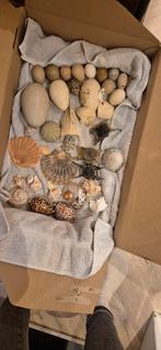 Schelpen en stenen verzameling, Verzamelen, Mineralen en Fossielen, Ophalen of Verzenden, Schelp(en)
