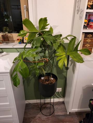 Philodendron Florida Ghost + Beauty beschikbaar voor biedingen