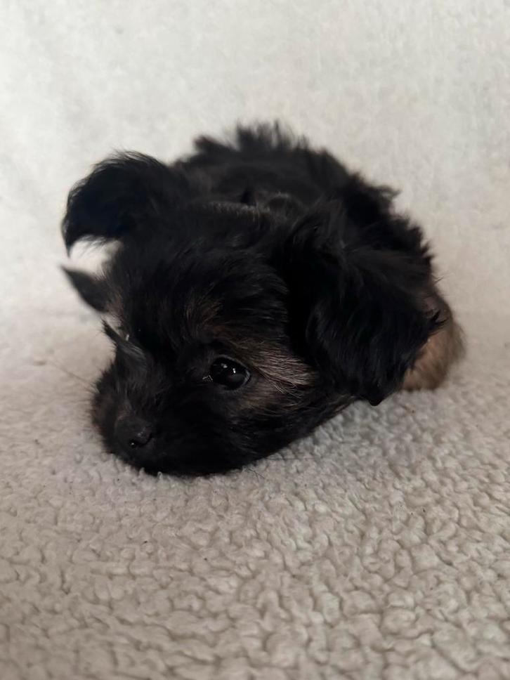 Leuke Pomchi X Maltipoo pup, Dieren en Toebehoren, Honden | Niet-rashonden, Klein, Teef, Particulier, Eén hond, Nederland, 8 tot 15 weken