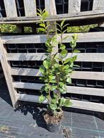 Camelia 'Nuccio's Pearl' 80-100 cm, Ophalen of Verzenden, Overige soorten, Struik, Minder dan 100 cm