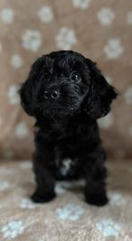 FULL BLACK cockapoo pup, Dieren en Toebehoren, Rabiës (hondsdolheid), 8 tot 15 weken, Eén hond, Nederland