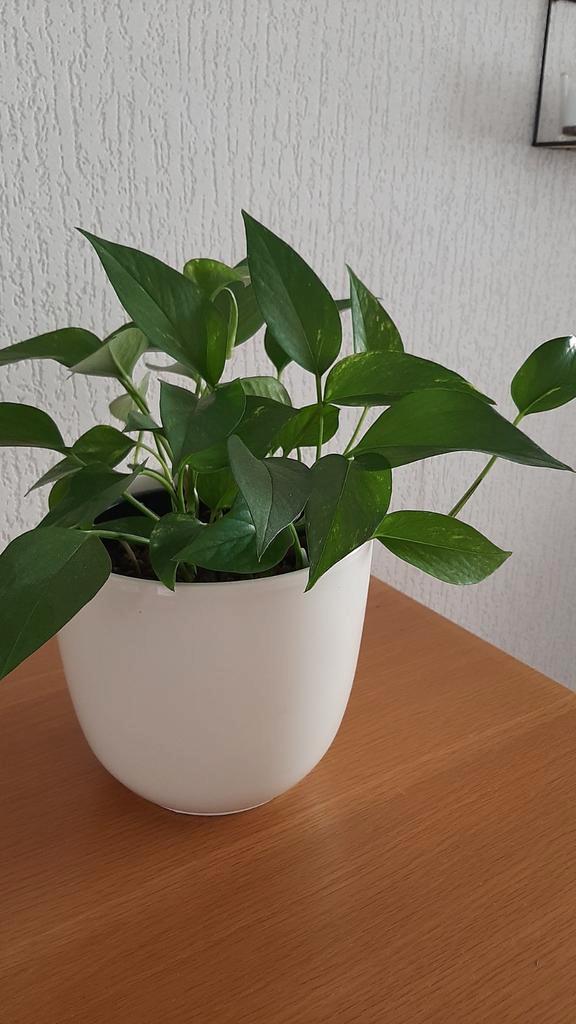 Kamerplant in sierpot - Groene bladeren, Tuin en Terras, Planten | Tuinplanten, Vaste plant, Overige soorten, Halfschaduw, Bloeit niet
