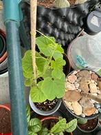 Kiwano plant, Minder dan 100 cm, Lente, Overige soorten, In pot