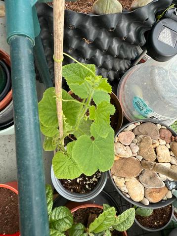 Kiwano plant beschikbaar voor biedingen
