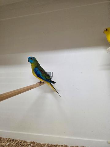 Turquoisine parkiet man wildkleur  beschikbaar voor biedingen