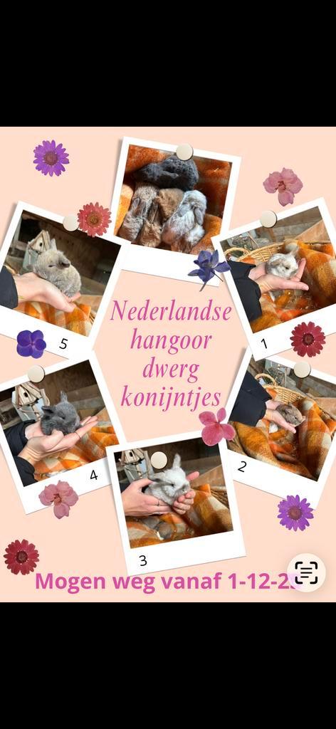 Jonge nederlandse hangoor dwergkonijntjes, Dieren en Toebehoren, Konijnen, Dwerg, Meerdere dieren, Hangoor