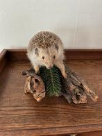 Opgezette Egel, Ophalen of Verzenden, Zo goed als nieuw, Overige soorten, Opgezet dier