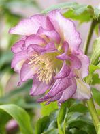 Helleborus 'Double Ellen Pink' - Kerstroos in P9 pot, Ophalen of Verzenden, Gehele jaar, Halfschaduw, Wortelstok