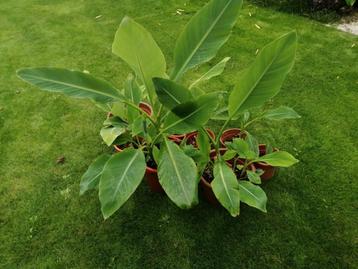 Gouden lotusbanaan, Musa Lasiocarpa, Chinese Lotus beschikbaar voor biedingen