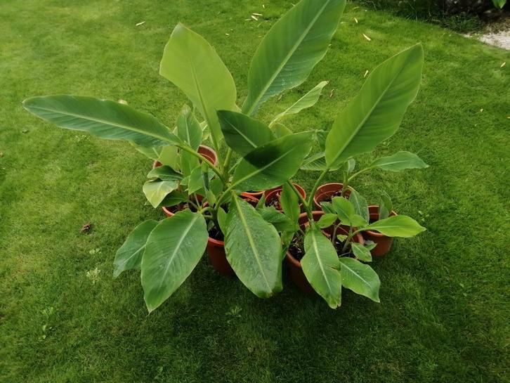 Gouden lotusbanaan, Musa Lasiocarpa, Chinese Lotus, Tuin en Terras, Planten | Tuinplanten, Overige soorten, Volle zon, Zomer, Ophalen of Verzenden