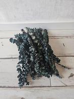 Gedroogde Eucalyptus Takken, Huis en Inrichting, Ophalen