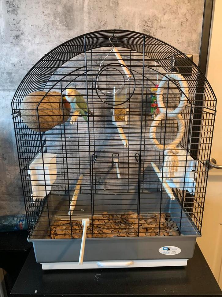 Twee Agaporni’s met kooi BIJNA GRATIS, Dieren en Toebehoren, Vogels | Parkieten en Papegaaien, Dwergpapegaai of Agapornis, Geslacht onbekend
