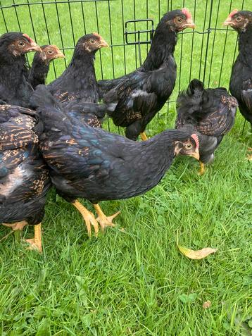 Jonge hanen barnevelder Sabelpoot isabelkleur porseleinkleur beschikbaar voor biedingen