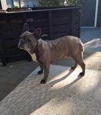 Franse bulldog, Dieren en Toebehoren, Reu, Bulldog, Eén hond, 3 tot 5 jaar