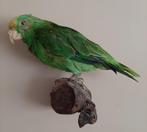 Opgezette Geelvoorhoofd Amazone, Verzamelen, Ophalen of Verzenden, Gebruikt, Vogel, Opgezet dier