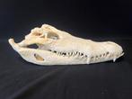 Schedel siam krokodil., Verzamelen, Dierenverzamelingen, Ophalen of Verzenden, Nieuw, Reptiel of Amfibie, Schedel