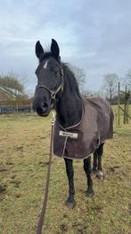 Super lief Recreatie paard te koop!, Dieren en Toebehoren, Merrie, 170 tot 175 cm, Recreatiepaard, 11 jaar of ouder