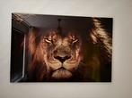 Glas Schilderij Leeuw 120x80, Huis en Inrichting, Woonaccessoires | Schilderijen, Tekeningen en Foto's, Ophalen, Zo goed als nieuw
