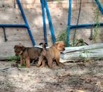Mooie pups, Dieren en Toebehoren, CDV (hondenziekte), 8 tot 15 weken, Groot, Meerdere
