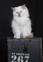 Ragdoll katertje met stamboom, Kater, Gechipt
