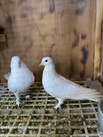 Takla duiven, Dieren en Toebehoren, Vogels | Duiven, Meerdere dieren, Postduif